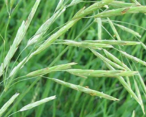 乌兰浩特 内蒙古兴安盟无化肥无污染绿色种植燕麦草牧草