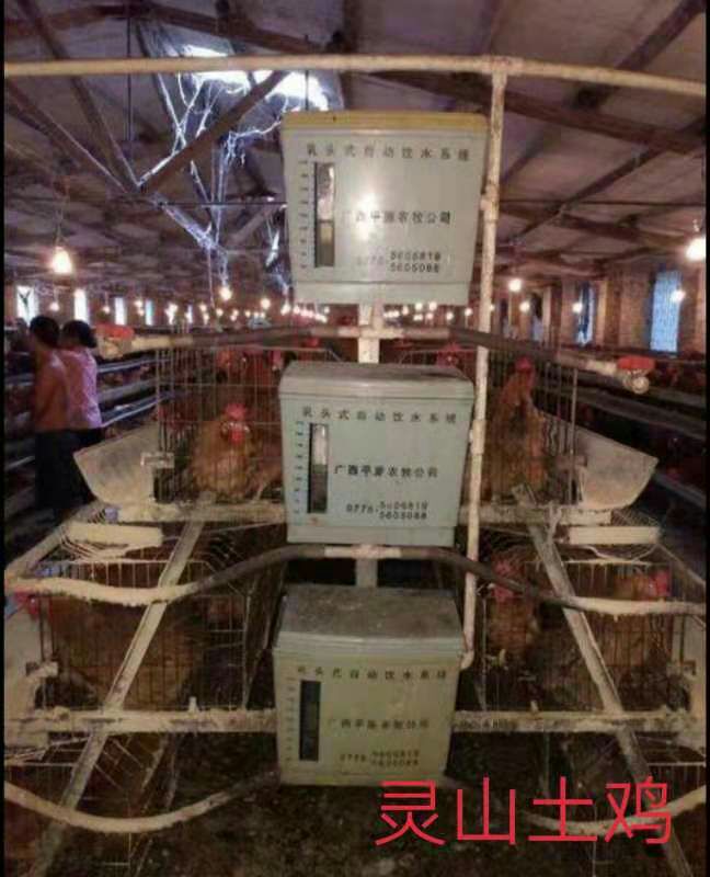  灵山土鸡苗