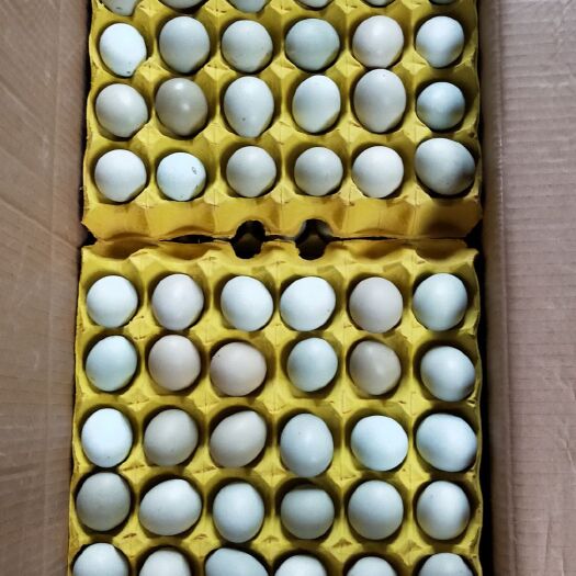 绿壳蛋  绿壳鸡蛋  420枚精品42斤净重双色