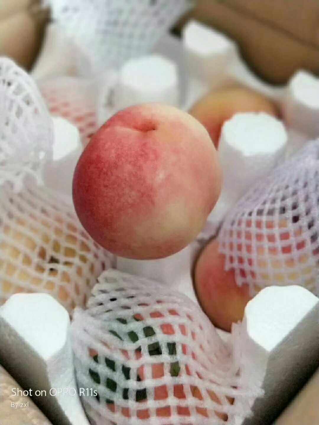 仙桃1号 秦桃1号销售
