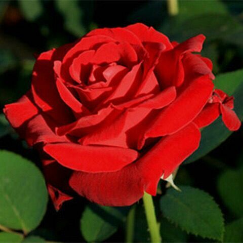 辽源玫瑰苗 多色可选玫瑰花种子红玫瑰种子阳台庭院盆栽四季易种活鲜花卉种子