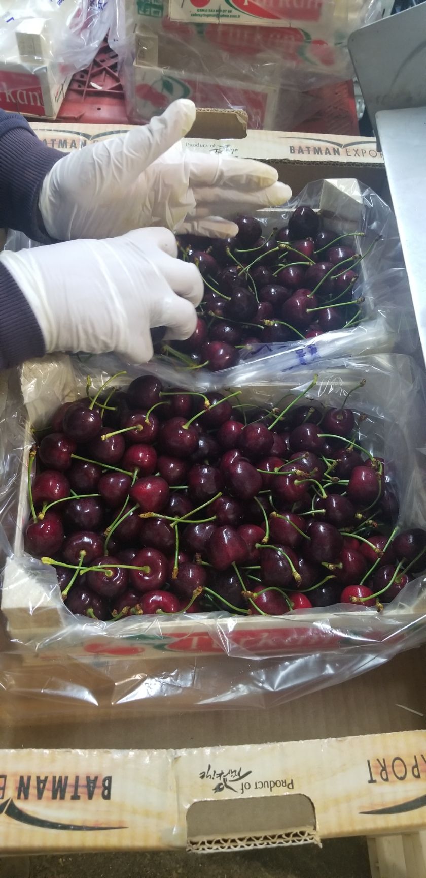 黑樱桃 土耳其高品质车厘子