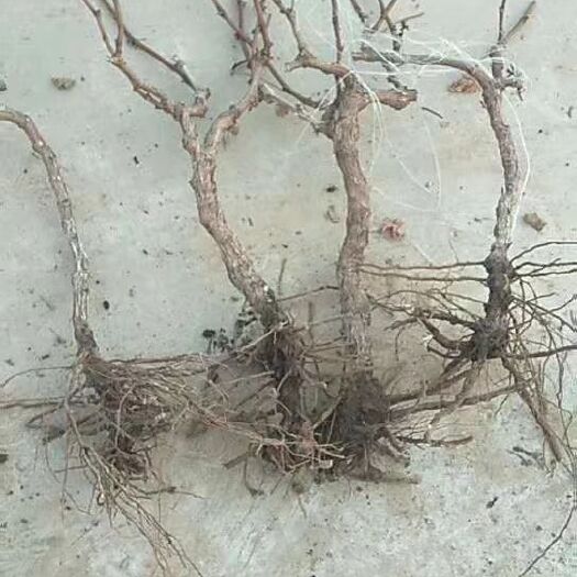 邯郸葡萄盆栽 占地葡萄树大量有货，需要占地果树的，联系我。