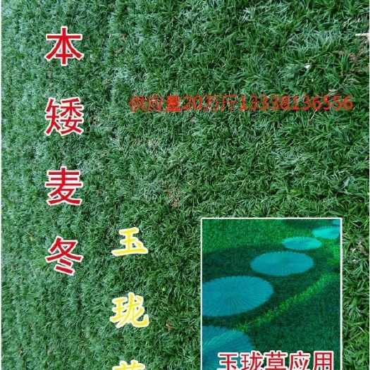 宝应县供应玉龙草、矮麦冬