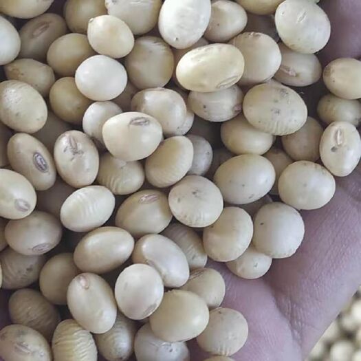 天门市537黄豆 生大豆 1等品
