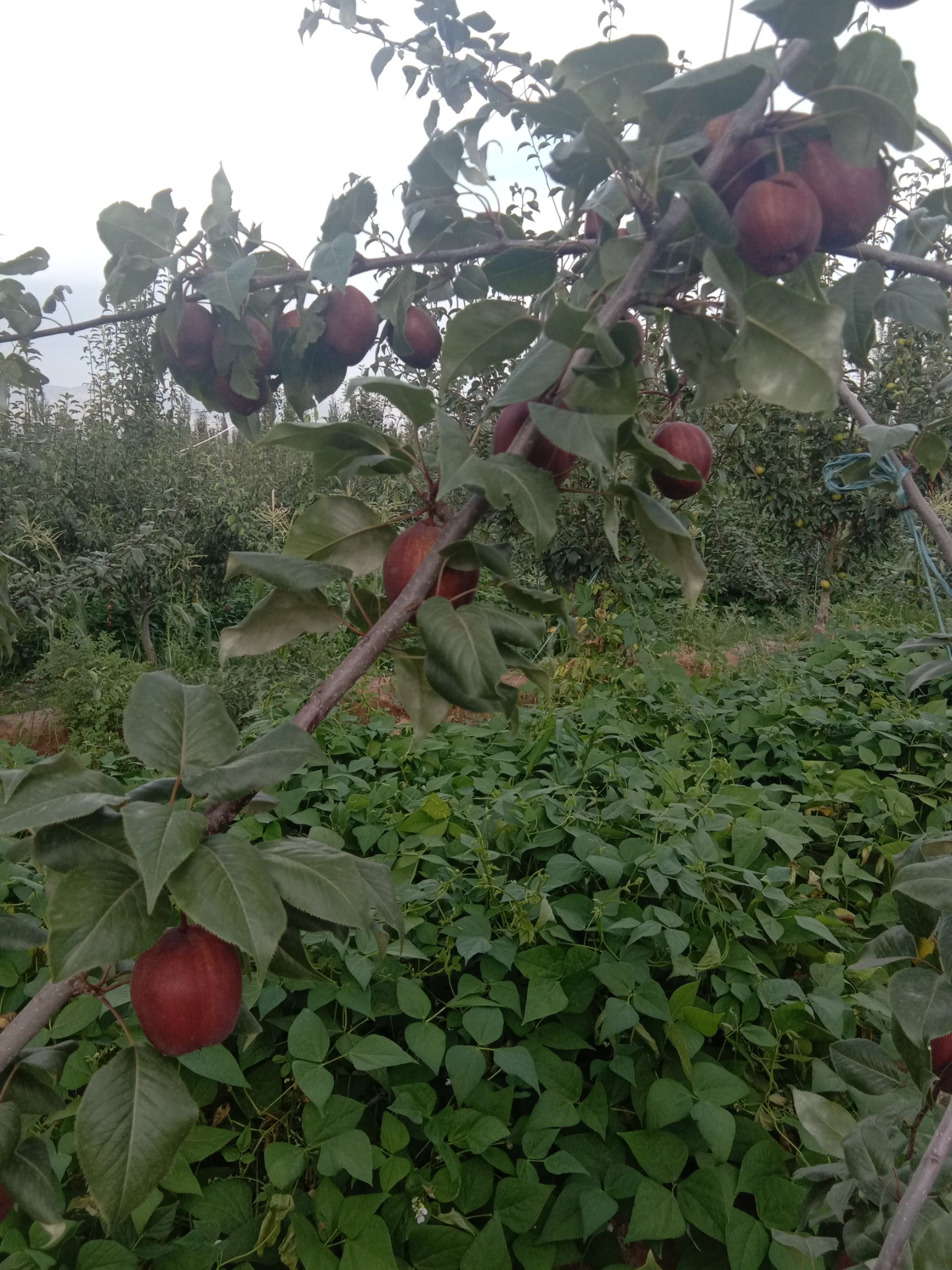 早酥红梨 65mm以上 100-150g