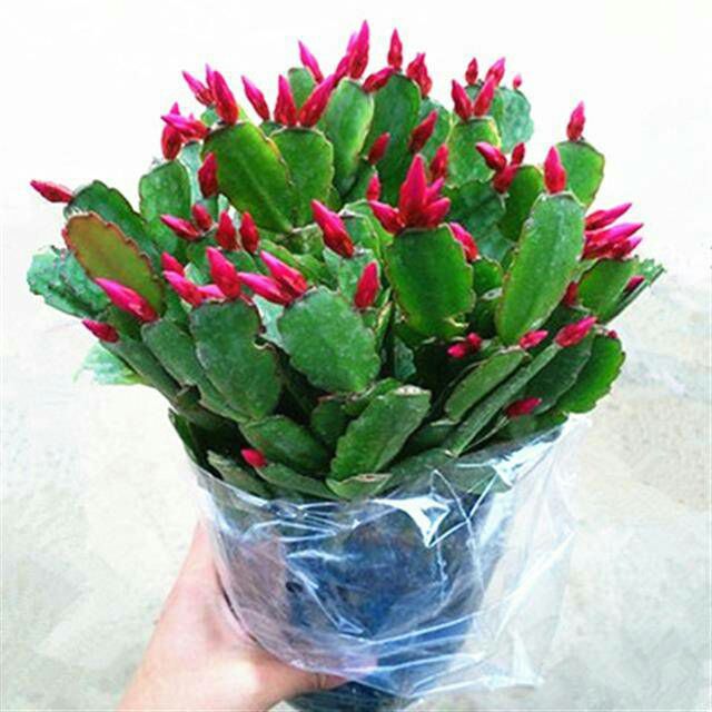  四季花卉开花嫁接蟹爪兰花苗花卉阳台鲜花花苗小盆栽植物盆景室