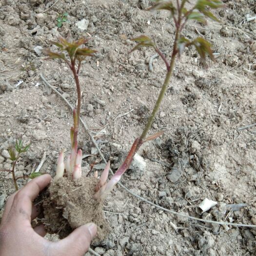 菏泽赤芍种苗 芍药