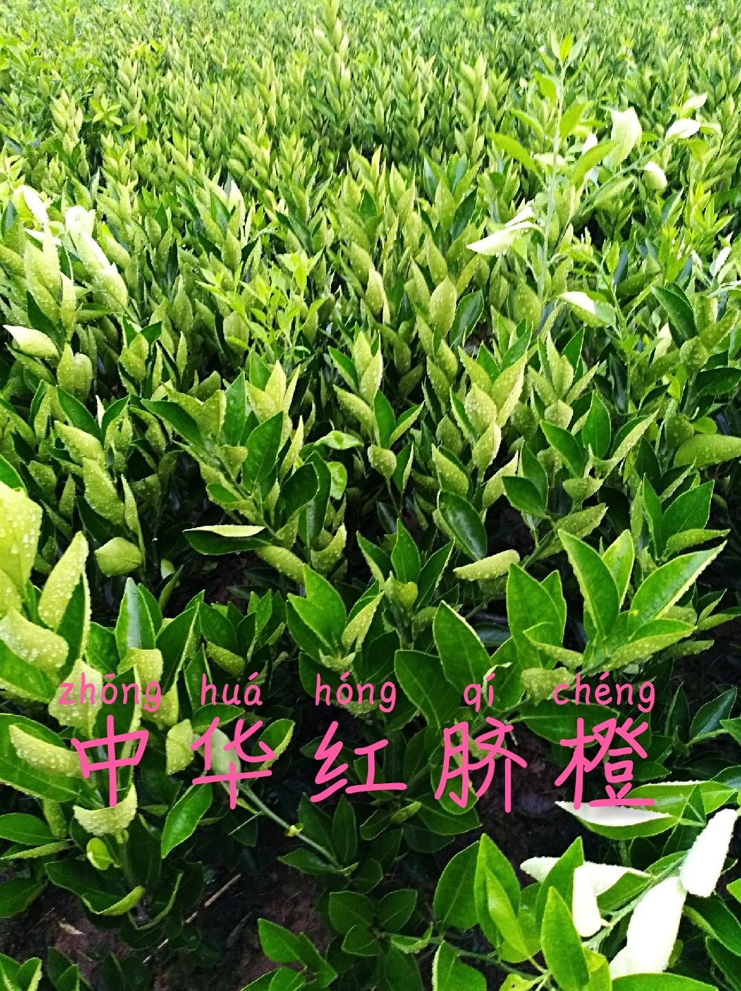 红肉脐橙苗 嫁接苗 0.5米以下