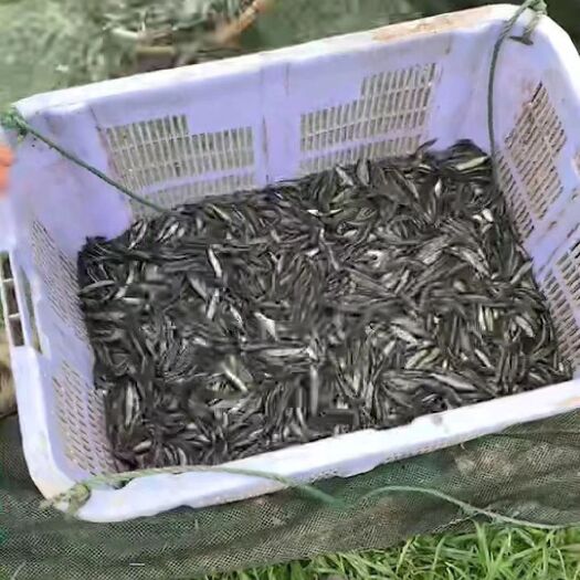 微山县 山东黑鱼苗，黑鱼苗价格，批发销售，送货上门