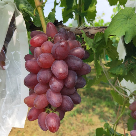 泰安 红芭拉多葡萄苗，8月上旬成熟需要苗的提前预定，