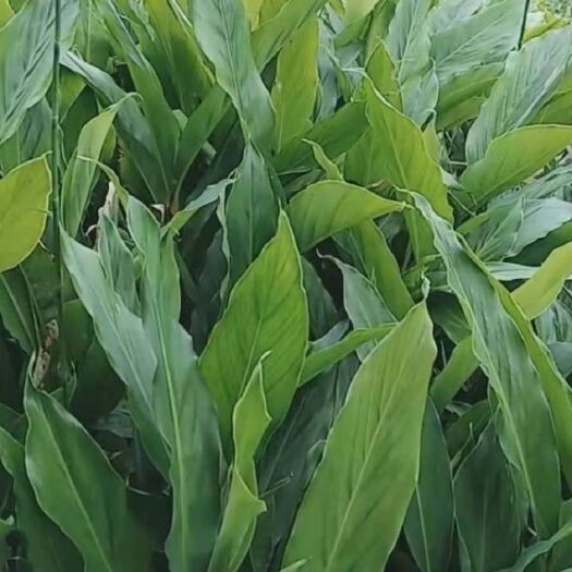 凤庆县 2年草果苗