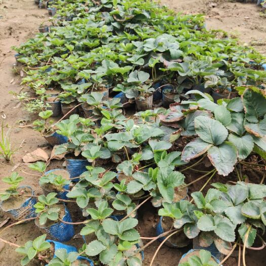泰安宁玉草莓苗   农户直销草莓苗无虫害易成活畅购无忧好货价低