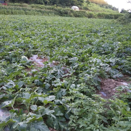 花垣县 西瓜批发湘西吉首花垣