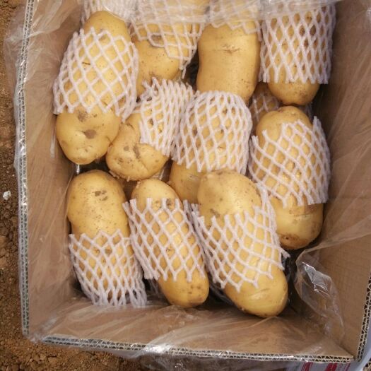肥城市 肥城市冷库荷兰十五土豆大量出库中