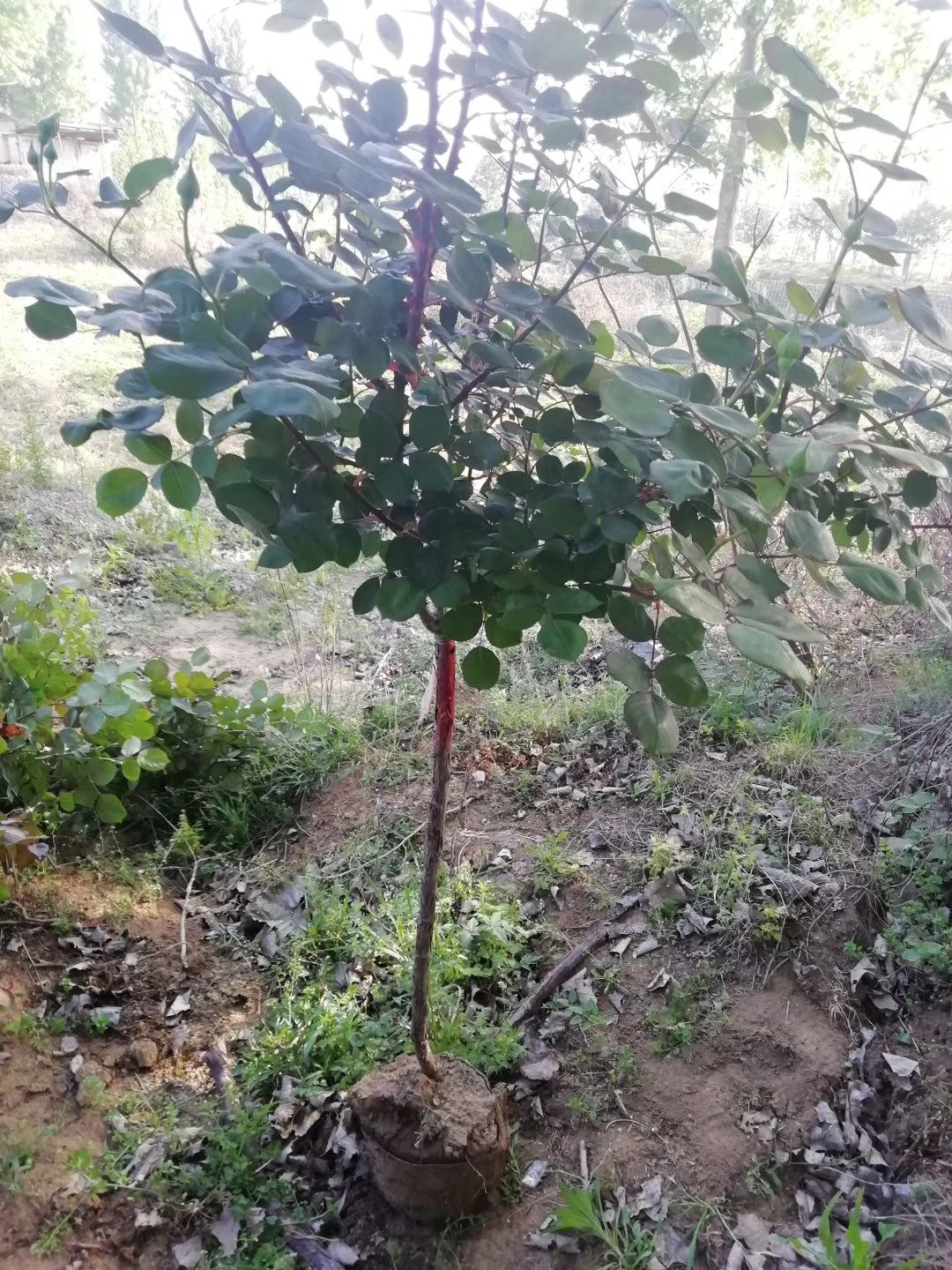 微型月季  青杆月季