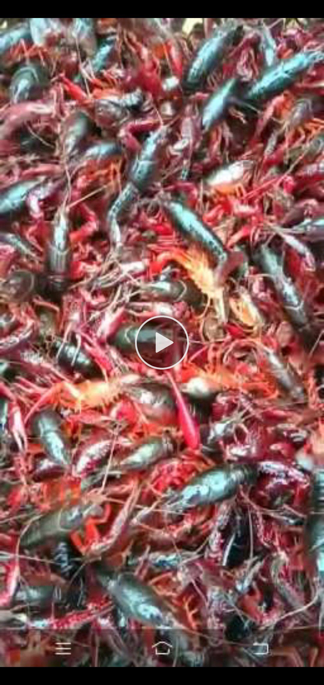 红壳小龙虾 234钱456钱789两虾，规格硬，地板干净。合作社养殖。