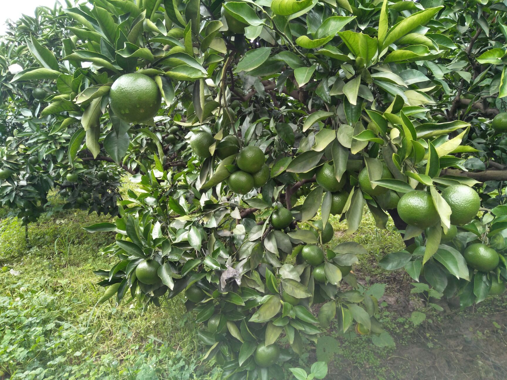 湖南蜜桔品种培育基地(湖南蜜橘产区)