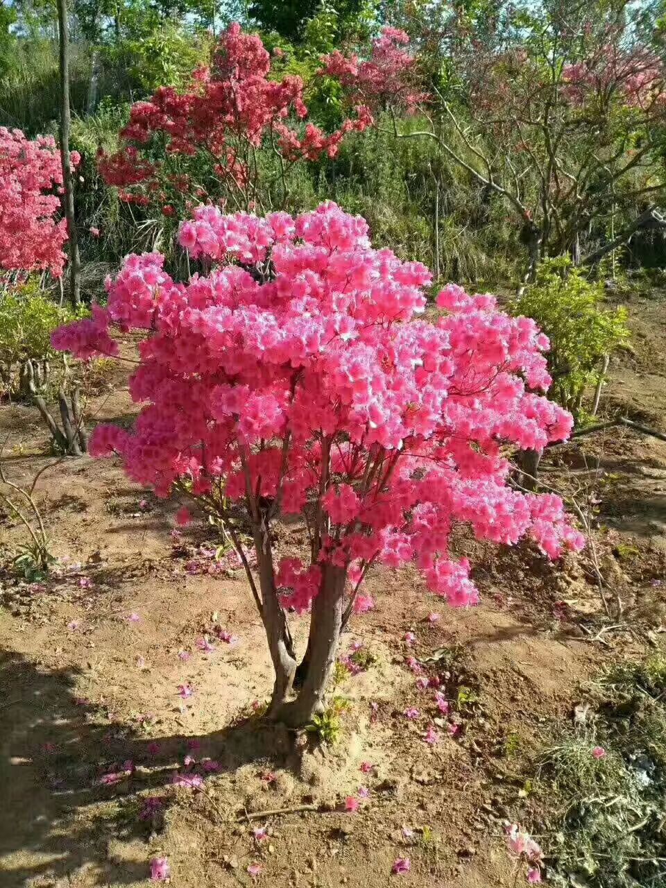  映山紅專業(yè)培育，批發(fā)映山紅