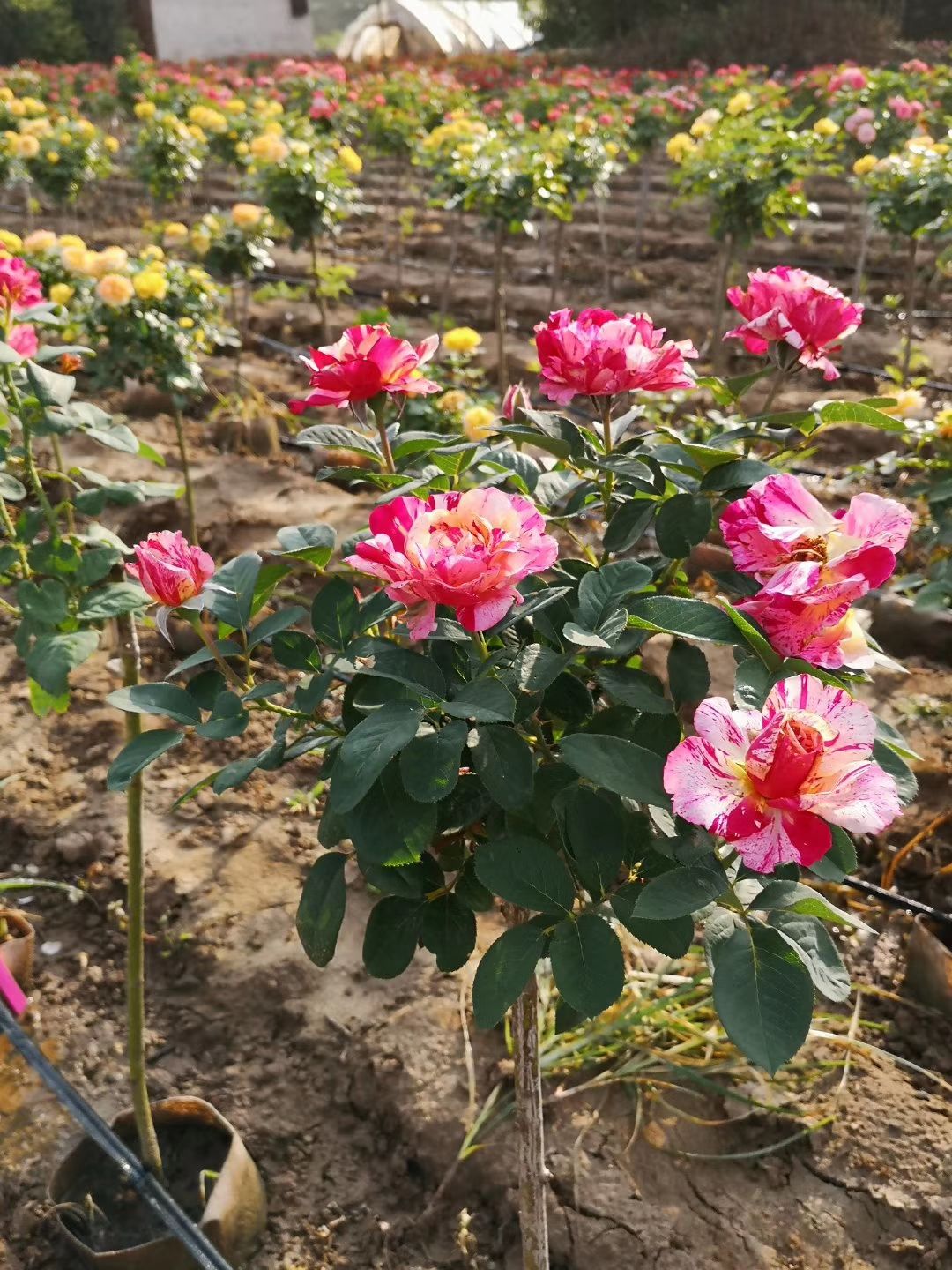 微型月季  青杆月季
