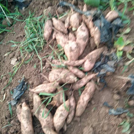 德州 6两以上龙九红薯，红皮红心，沙地瓜型，地瓜，山药