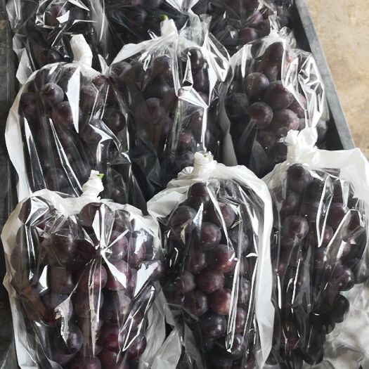 洛阳夏黑葡萄，货源充足