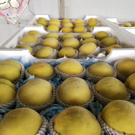 常州 上海锦绣黄桃已大量上市有需要锦绣黄桃的客户请于联系我