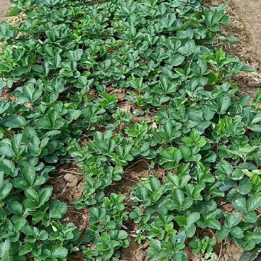南京 红颜草莓苗