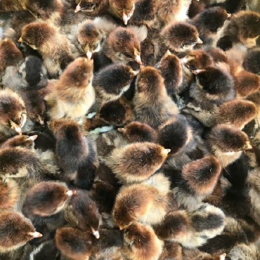南宁 铁脚麻鸡苗，包打疫苗