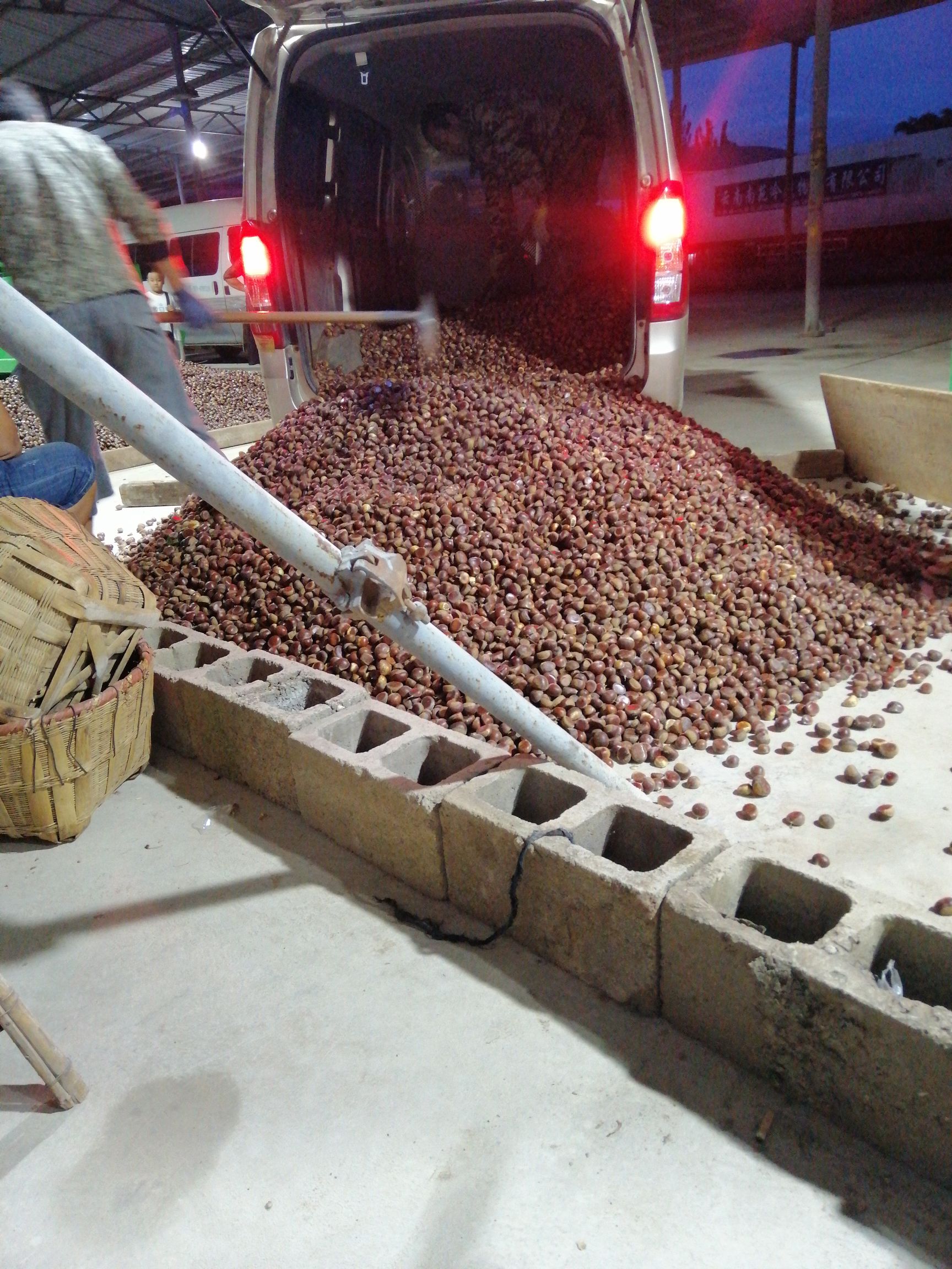 云南板栗 欢迎视频资讯，买不买都欢迎。