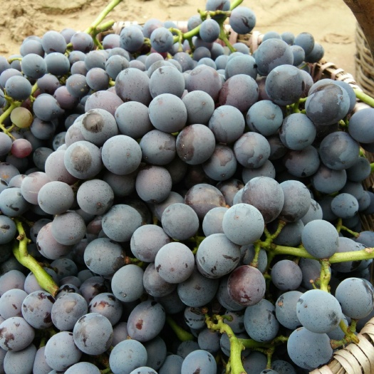 闻喜县 自然成熟  口感甜蜜   夏黑葡萄   大量上市