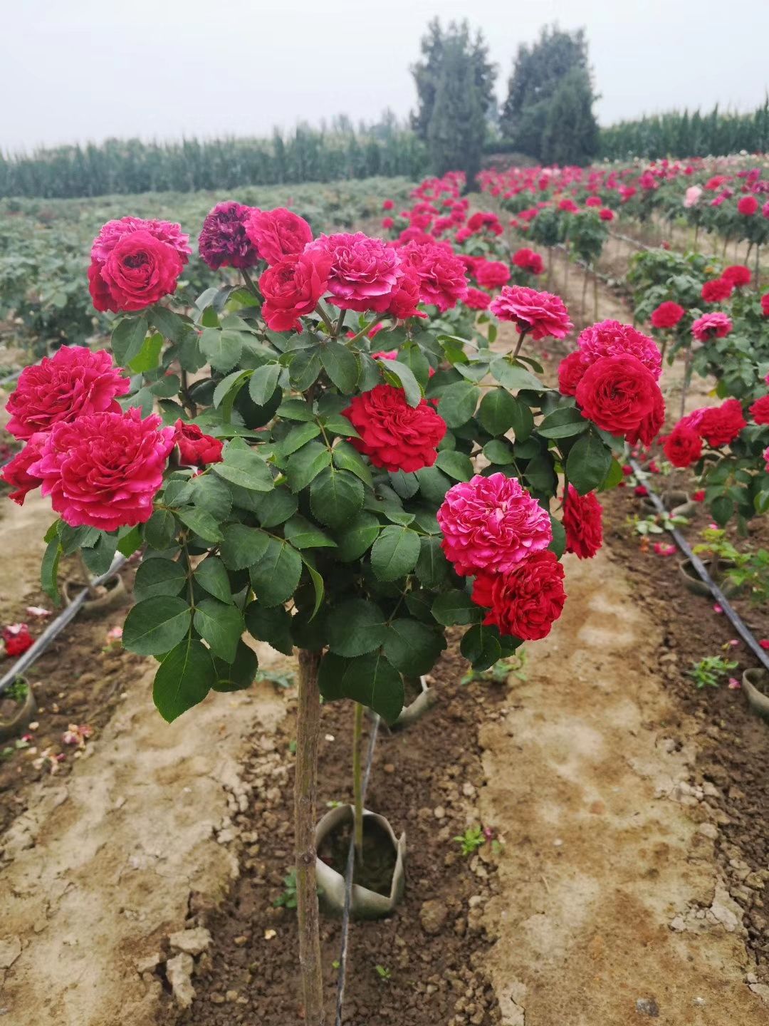 微型月季  青杆月季