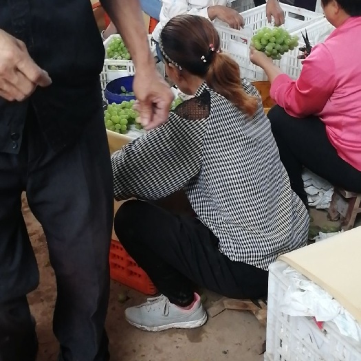 稷山县维多利亚葡萄  葡萄销售维多利亚
