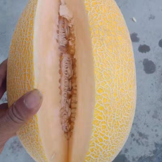 昌吉市 精品金凤凰哈密瓜，