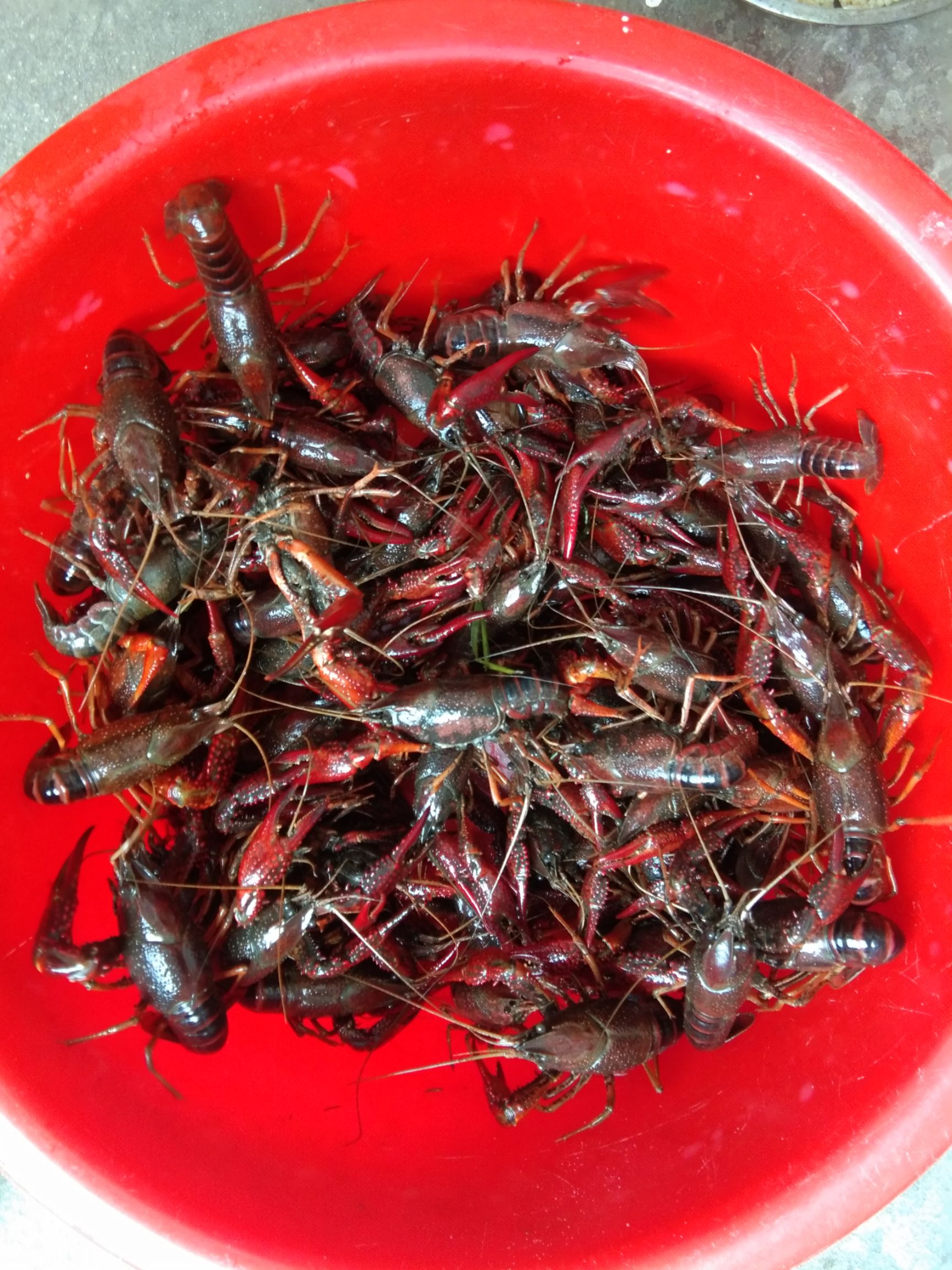 红壳小龙虾 234钱456钱789两虾，规格硬，地板干净。合作社养殖。