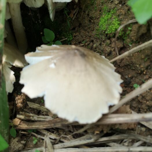 连江县 野生鸡枞菌，白蚁窝生