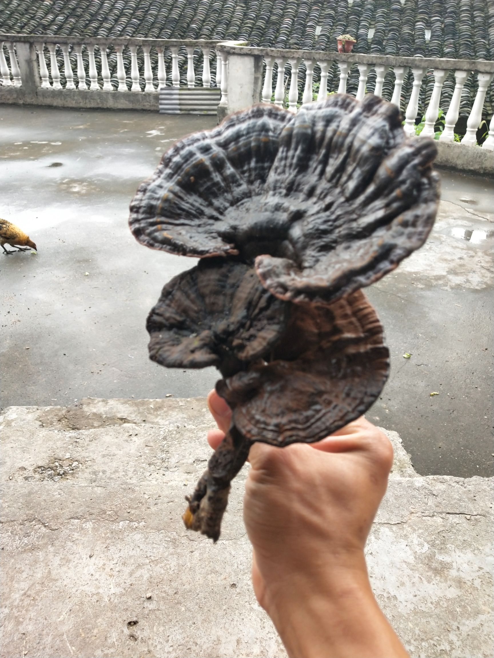  这是我老爸这几天在深山老岭所收获的紫灵芝