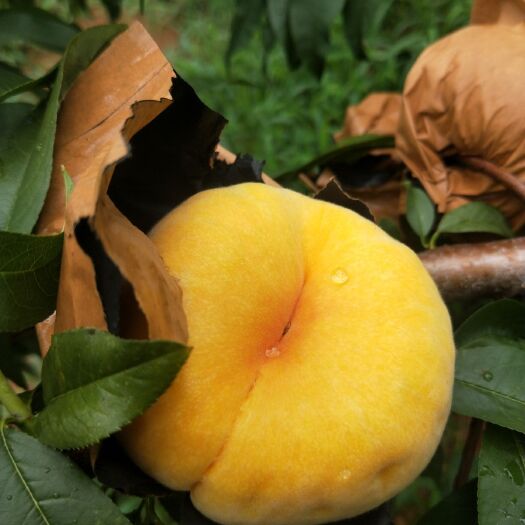 临朐县黄金蜜蟠桃 临朐沂山黄金蜜桃，5斤29,9元，国内包邮。