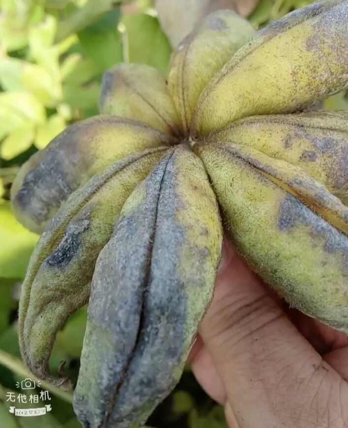 牡丹籽 欲购从速