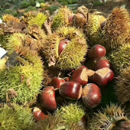蒙阴县 沂蒙山 现摘现发优质板栗 五斤包邮