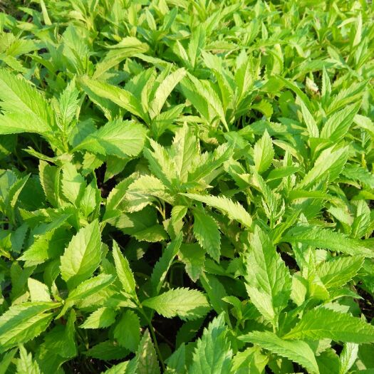 嫩江市返魂草种苗 预售中药材返魂草苗，返魂草(纯野生小麻叶)预定中。多购优惠，