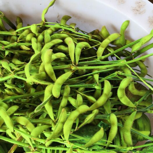 宿迁 200亩绿色，有机，健康毛豆种植基地。