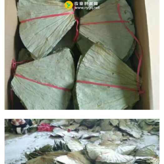 公安县 不打药，纯荷叶，无残留，可检测