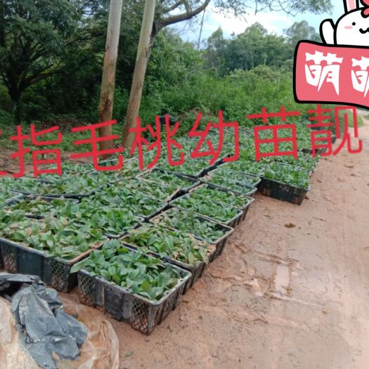 灵山县五指毛桃苗