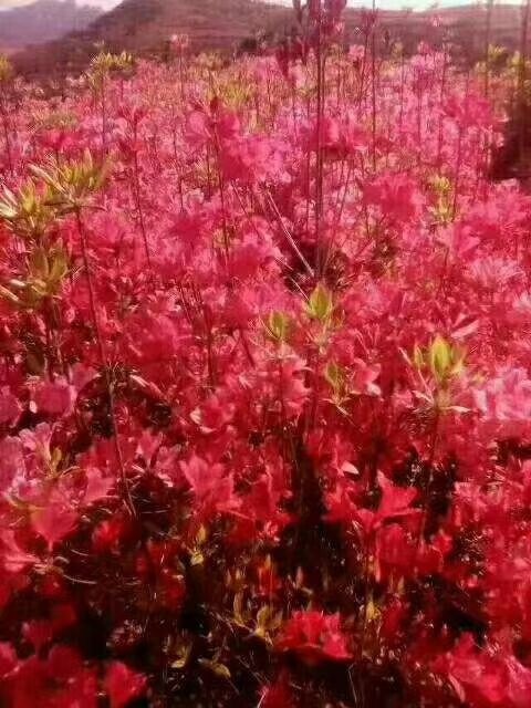 映山红辣椒 出售马樱杜鹃，映山红