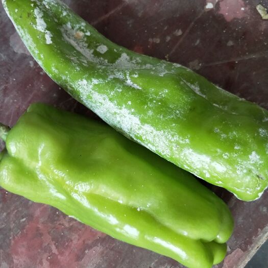 商丘菜椒 10~15cm 微辣 靑色