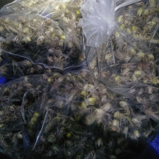 缙云县东亚飞蝗