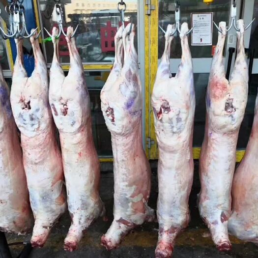 特克斯县波尔山羊肉 肉鲜可以当天收货