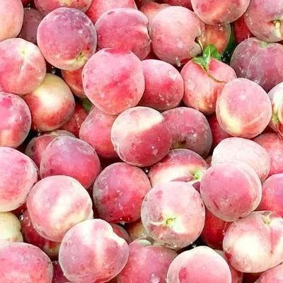 平邑县水蜜桃苗 1~1.5米
