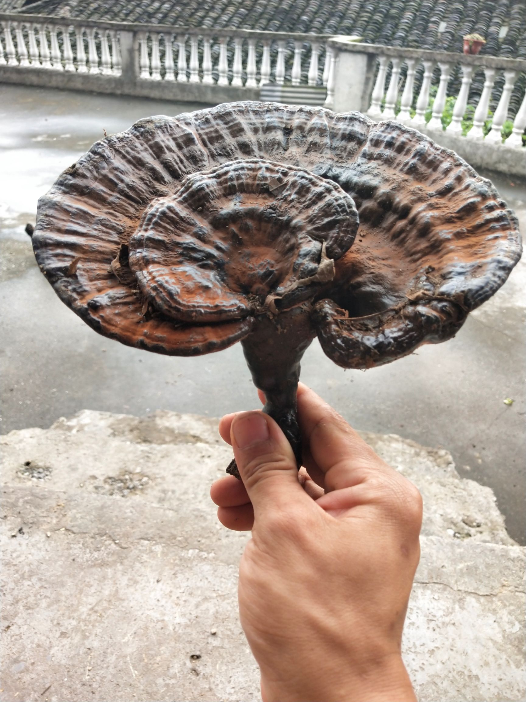  这是我老爸这几天在深山老岭所收获的紫灵芝